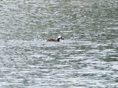 Osprey bathing
