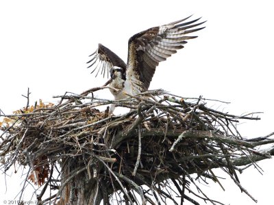 Osprey tending the nest