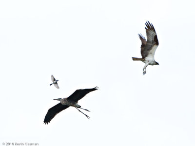 Osprey, Great Blue Heron and Eastern Kingbird