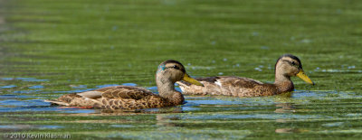 20100711_Nashua-NH_0219