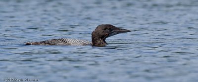 Juvenile Common Loon