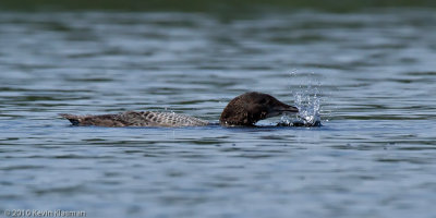 Juvenile Common Loon surfaces with prey