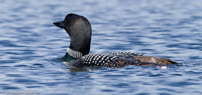 Adult Common Loon surfaces just 10 feet from my kayak