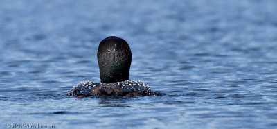 Adult Common Loon