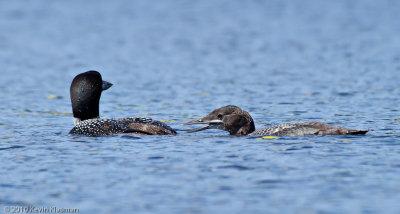 Adult and Juvenile Common Loons