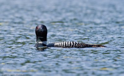 Adult Common Loon looking right at me