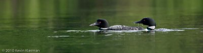 Common Loons - Antrim NH - May 29, 2010