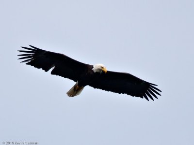 Bald Eagle - Antrim NH - May 29, 2010