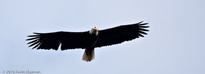 Bald Eagle - Antrim NH - May 29, 2010