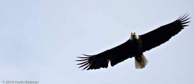 Bald Eagle - Antrim NH - May 29, 2010