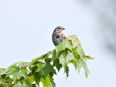 Song Sparrow