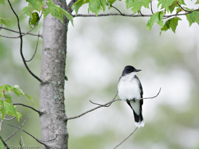 Eastern Kingbird