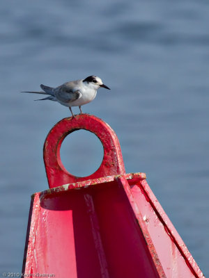 Common Tern (j) on buoy