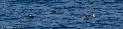2 Great and 1 Cory's Shearwater