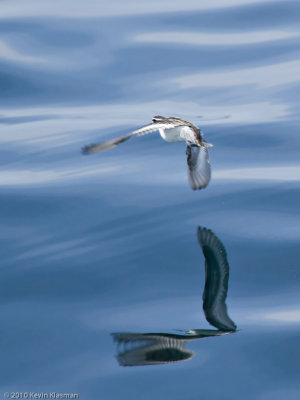 Red-necked Phalarope (w)