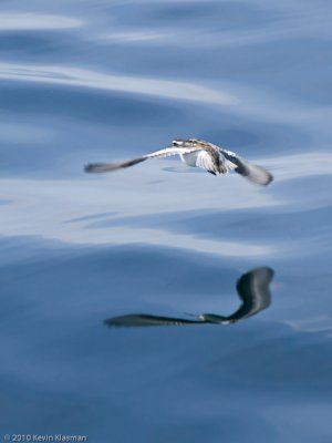 Red-necked Phalarope (w)