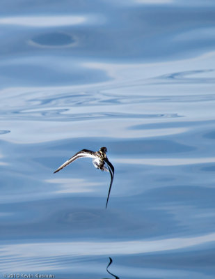Red-necked Phalarope (w)