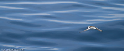 Red-necked Phalarope (w)