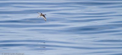 Red-necked Phalarope (w)