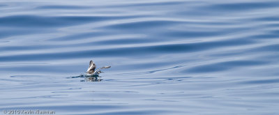 Red-necked Phalarope (w)