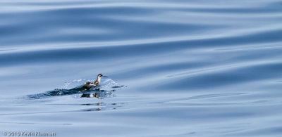 Red-necked Phalarope (w)