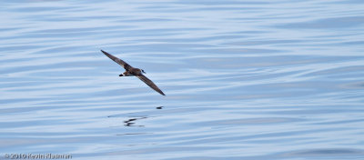 Great Shearwater