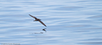 Great Shearwater