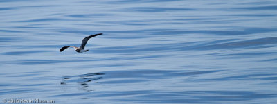 Laughing Gull (j)