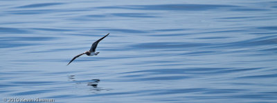  Laughing Gull (j)