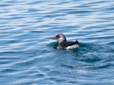 Atlantic Puffin (j) - Jeffreys Ledge MA - August 21, 2010