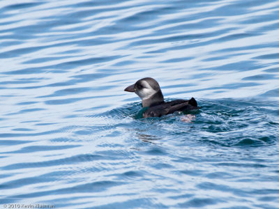 Atlantic Puffin (j)