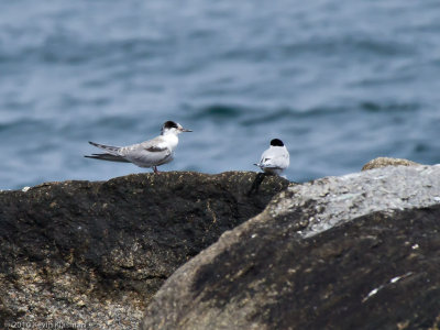 Common Terns