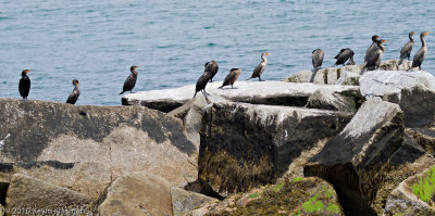 Double-created Cormorants