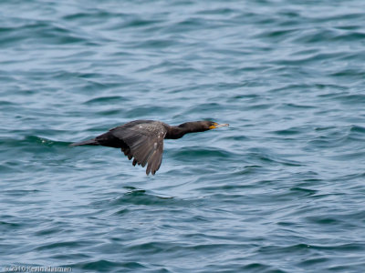 Double-created Cormorant