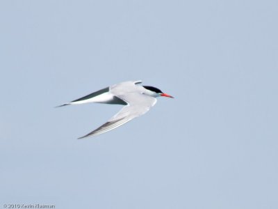 Common Tern