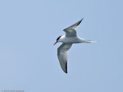 Common Tern