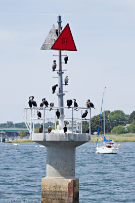 Double-created Cormorants