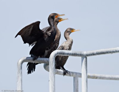 Double-created Cormorants