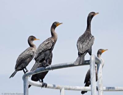 Double-created Cormorants