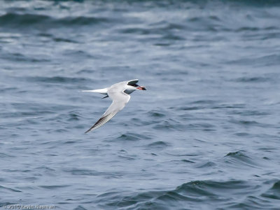 Common Tern