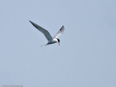 Common Tern