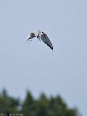 Common Tern