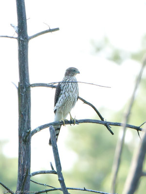 20100820_Heron-Pond_0017