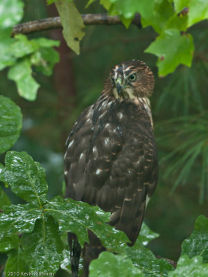 20100823_Heron-Pond_0044