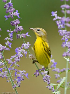 Prairie Warbler (f) - Heron Pond - August 25, 2010