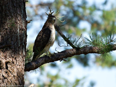 Red-tailed Hawk