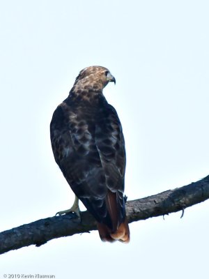 Red-tailed Hawk
