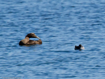 Common Eider and Black Guillemot