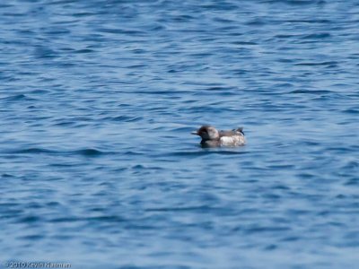 Black Guillemot