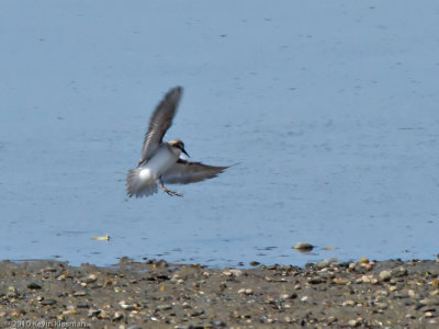 Least Sandpiper - Rye NH - August 28, 2010